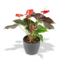 Anthurium andraeanum