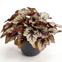 Begonia rex-cultorum