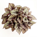 Begonia rex-cultorum