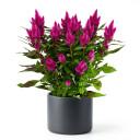 Celosia argentea var. plumosa