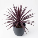 Cordyline australis