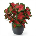 Caladium bicolor