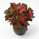 Caladium bicolor