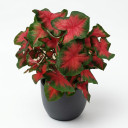 Caladium bicolor