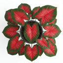 Caladium bicolor