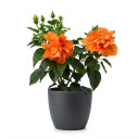 Hibiscus rosa-sinensis