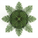 Araucaria heterophylla