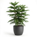 Araucaria heterophylla