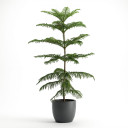 Araucaria heterophylla