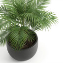 Areca catechu