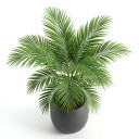 Areca catechu