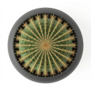 Cactaceae (assorted genera)