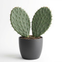 Cactaceae (assorted genera)