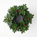 Gaultheria procumbens