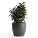 Gaultheria procumbens