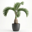 Hyophorbe lagenicaulis