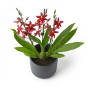 Oncidium hybrid