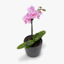 Phalaenopsis amabilis