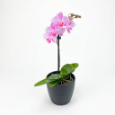 Phalaenopsis amabilis