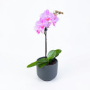 Phalaenopsis amabilis