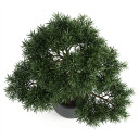 Podocarpus macrophyllus