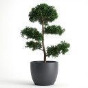 Podocarpus macrophyllus