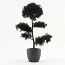 Podocarpus macrophyllus