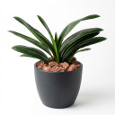Aspidistra elatior