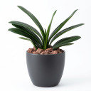 Aspidistra elatior