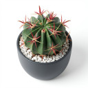 Ferocactus latispinus