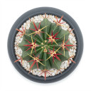 Ferocactus latispinus