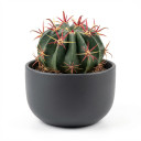 Ferocactus latispinus
