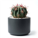 Ferocactus latispinus