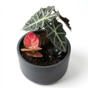 Alocasia × amazonica