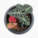 Alocasia × amazonica