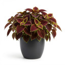 Coleus scutellarioides