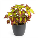 Coleus scutellarioides