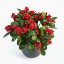 Skimmia japonica