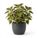 Plectranthus scutellarioides