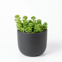 Sedum makinoi
