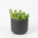 Sedum makinoi
