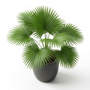 Washingtonia robusta