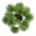 Washingtonia robusta