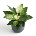 Philodendron 'Birkin'