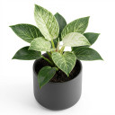 Philodendron 'Birkin'