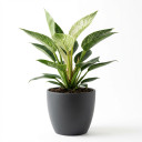 Philodendron 'Birkin'