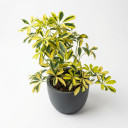 Heptapleurum arboricola 'Variegata'