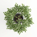 Ficus benjamina 'Variegata'