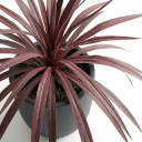 Dracaena marginata 'Red-edged'