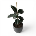 Ficus elastica 'Burgundy'